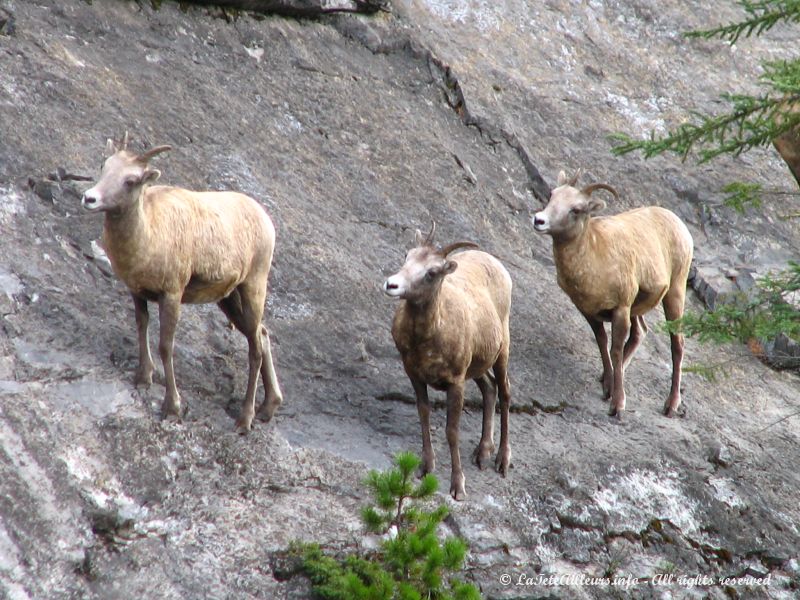 Trois mouflons sur une paroie