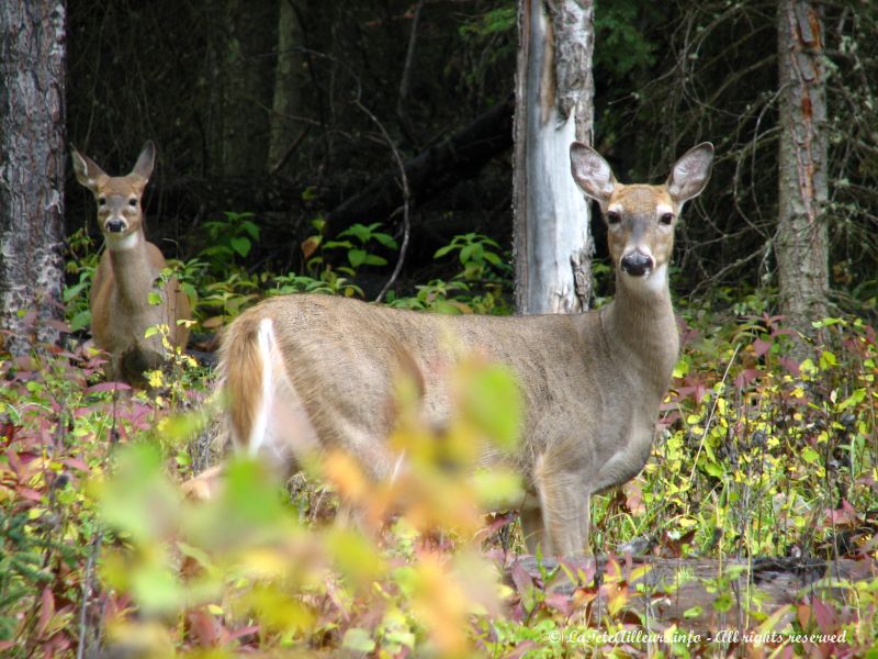 Une cerf-mulet (?)