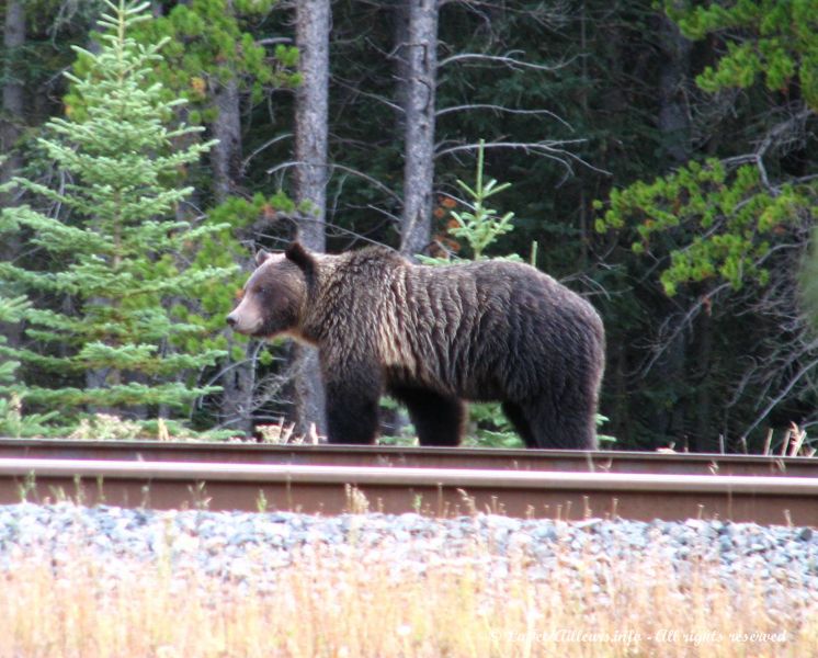 Un grizzli marchant sur les rails a quelques metres de nous !