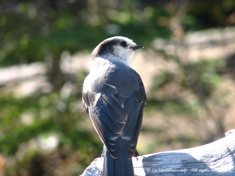 Un oiseau, a l'affut de nos sandwichs