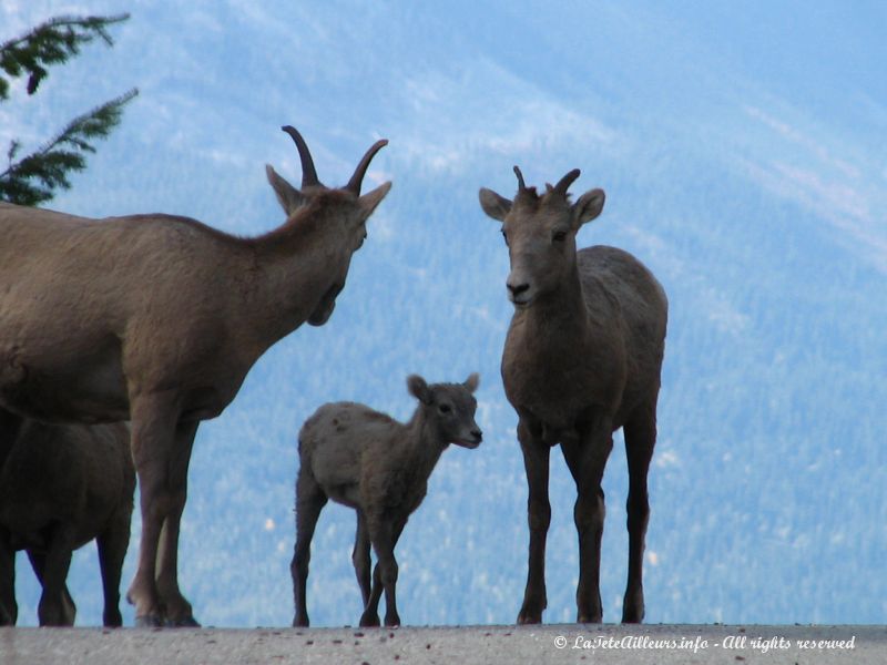 A laquelle des deux est ce petit mouflon ?