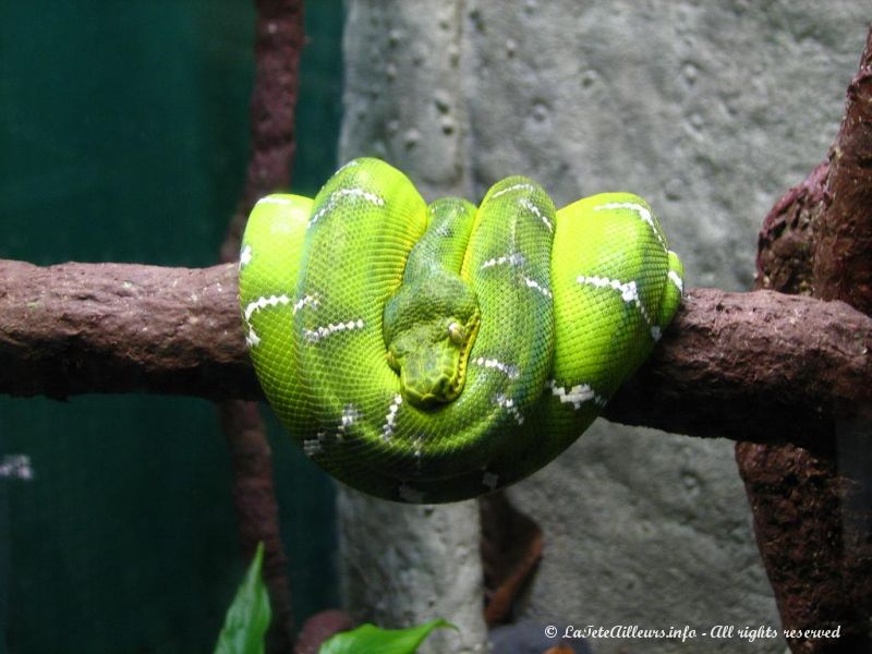 Un beau serpent arboricole