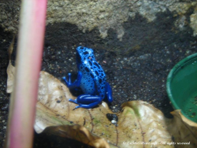 Une dendrobate d'un bleu incroyable