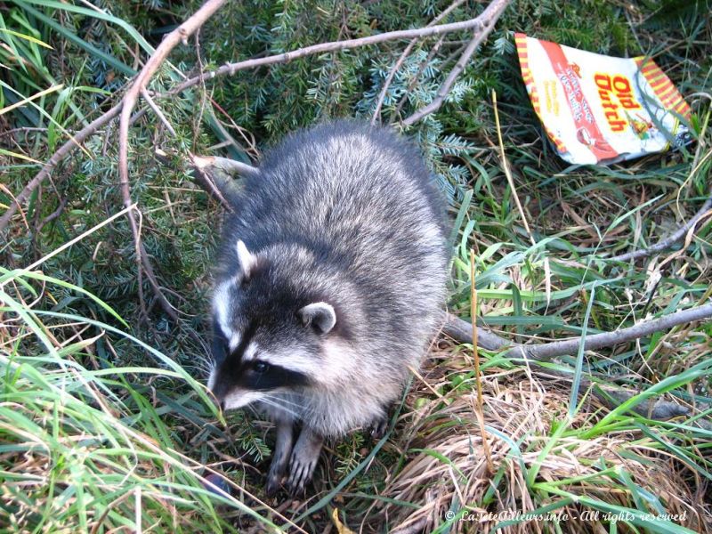 Un raton-laveur fouillant les poubelles