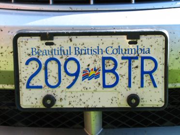 Qui a dit qu'il n'y avait pas de moustiques au Canada ?!