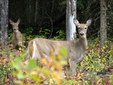 Une cerf-mulet (?)