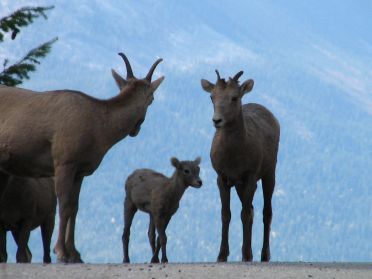 A laquelle des deux est ce petit mouflon ?