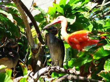 Un ibis et ses petits