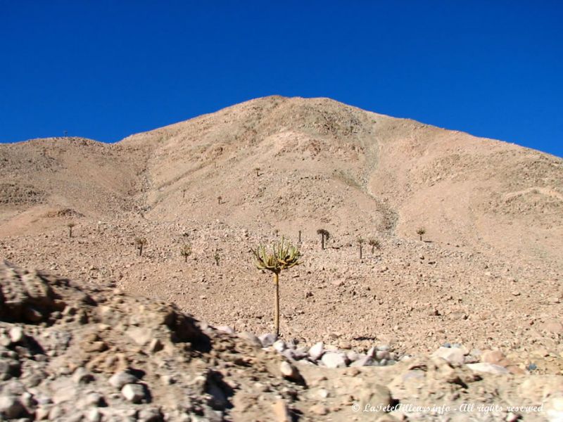 Les cactus candélabres atteignent jusqu'à 15m de haut