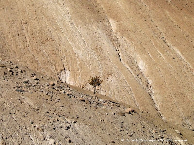 Les cactus candélabres sont nombreux ici