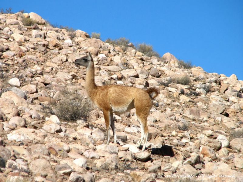 Un guanaco du nord du Chili