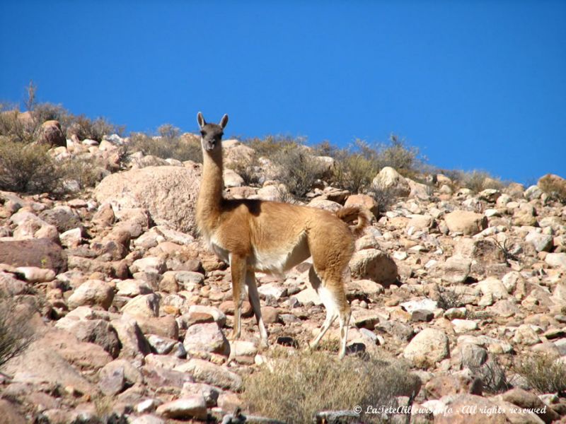 Un guanaco sur la route du Parc National Lauca