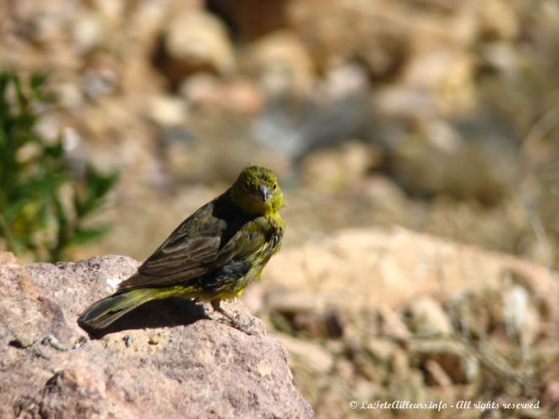 Petit oiseau croisé au Chili