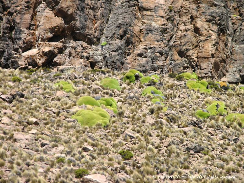 Le lichen appelé llaréta se trouve seulement à plus de 4000m d'altitude