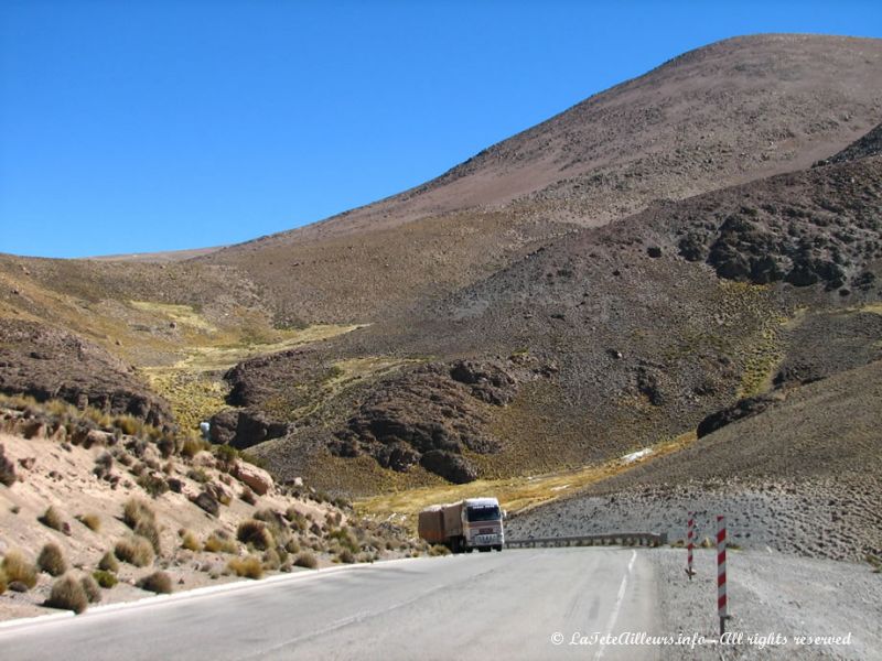 Végétation sur la route du Parc National Lauca