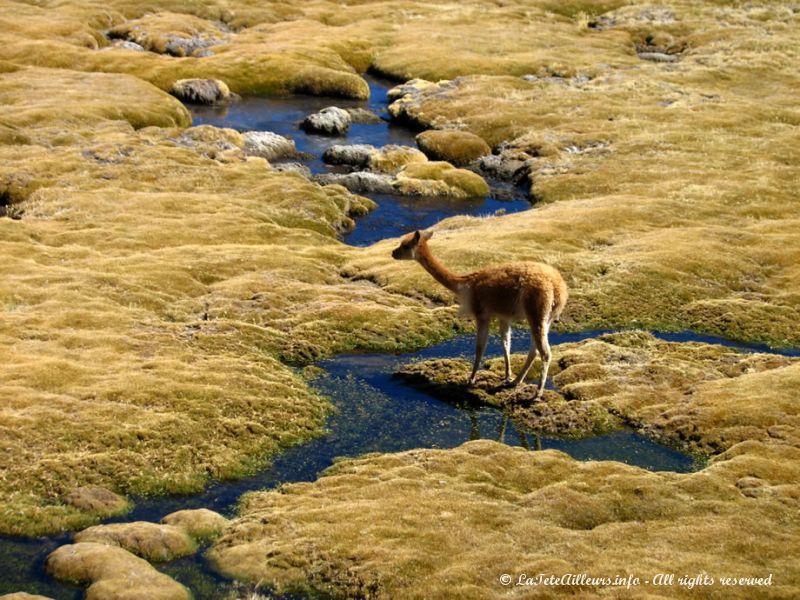 Une vigogne de l'Altiplano chilien