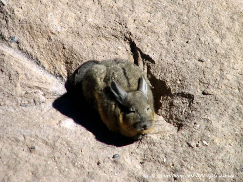 Un vizcacha à proximité du Parc National Lauca