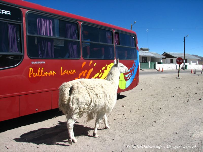 Ce lama domestique guette la nourriture amenée par les touristes