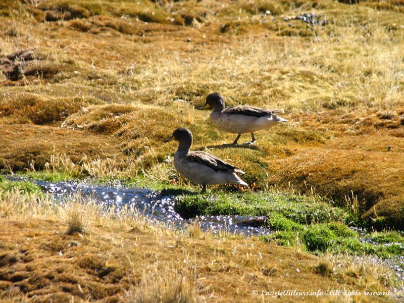 Canards du lac Chungara