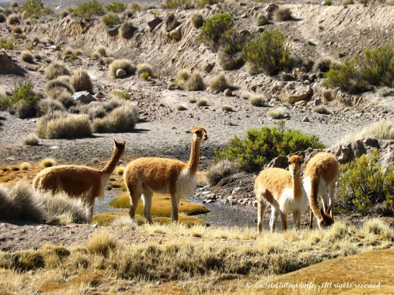 Vigognes vivant au sein du Parc National Lauca