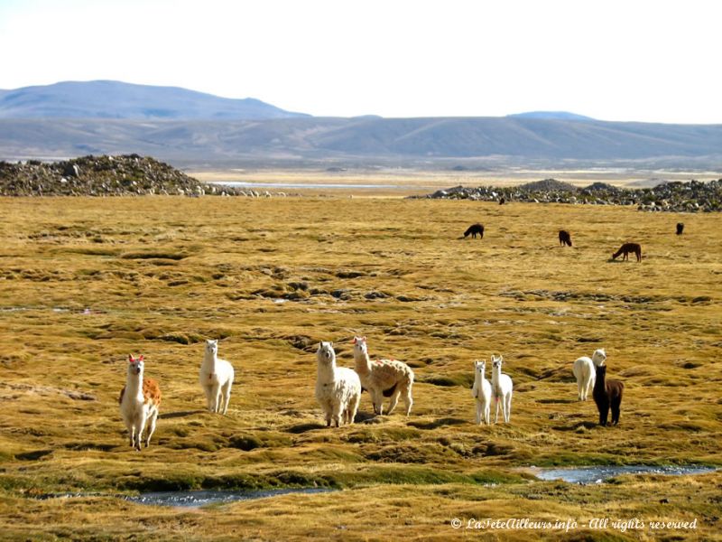 Lamas et alpagas du Parc National Lauca