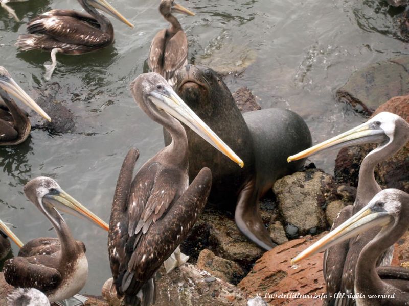 Des pélicans par centaines au port d'Arica !