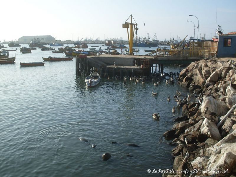 Pélicans et otaries viennent se nourrir des restes de poisson