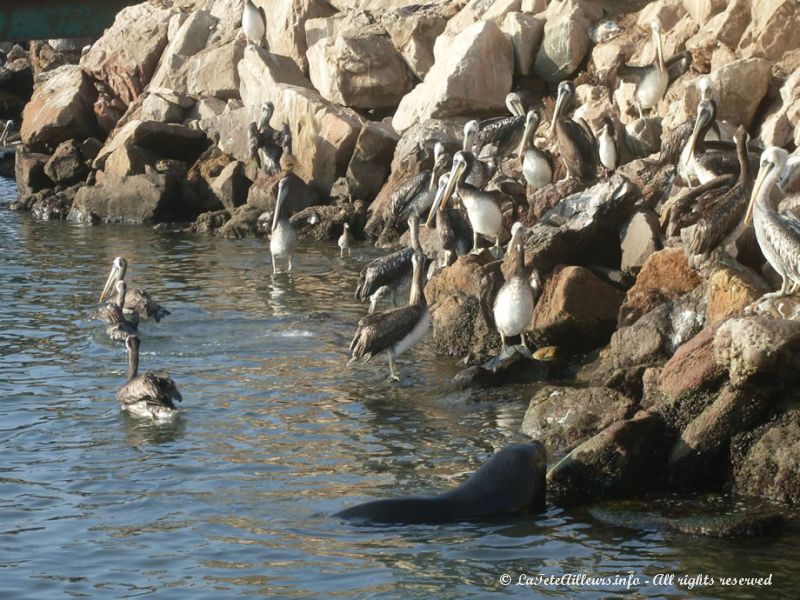 Les pélicans du port d'Arica