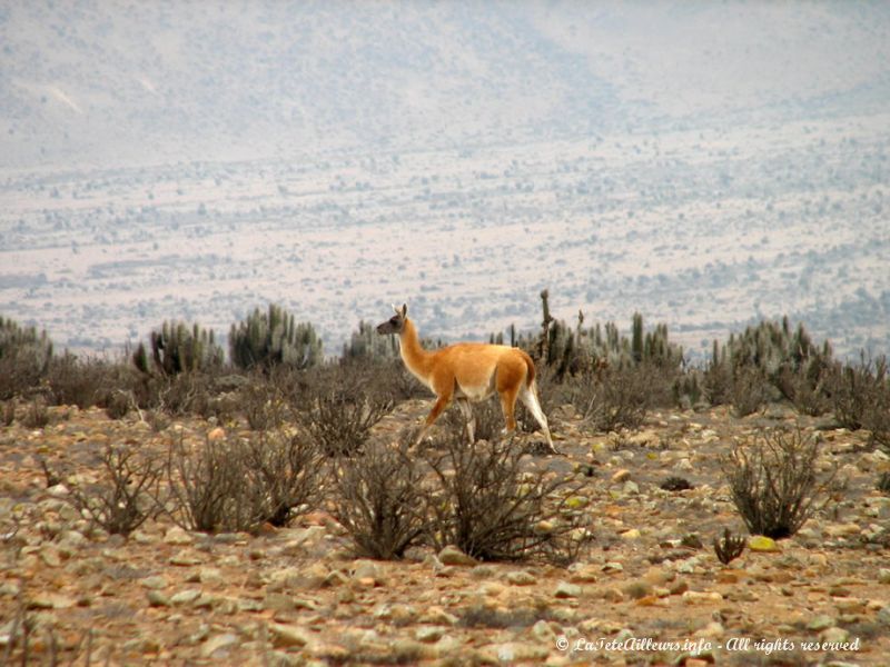 Un guanaco sur la route de Punta Choros