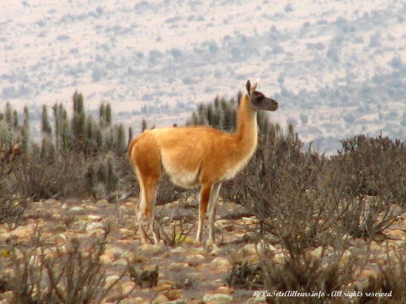 Les guanacos sont de petits lamas restés sauvages