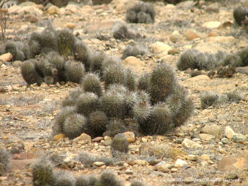 Paysages très secs de cactus