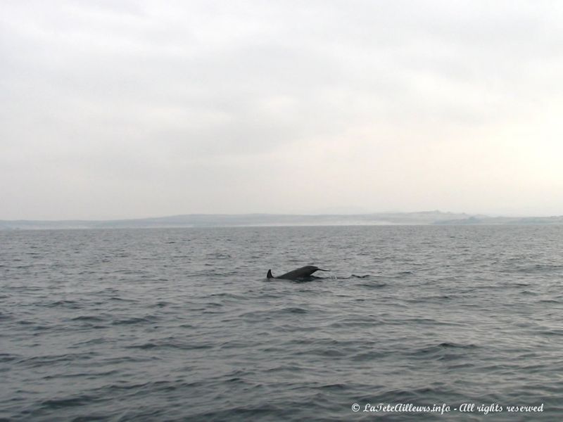 Génial d'observer ainsi les dauphins...