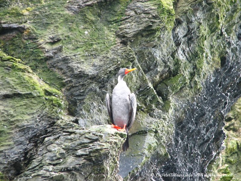 Un cormoran à bec rouge