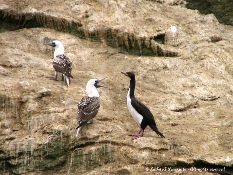 Des cormorans en pleine conversation !