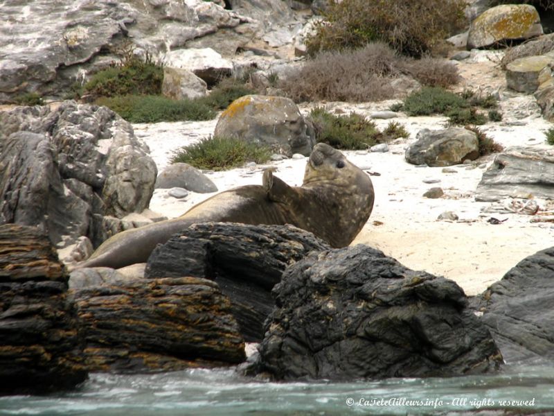 Un éléphant de mer isolé