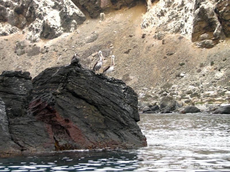 Quelques pélicans vivent également dans la réserve 