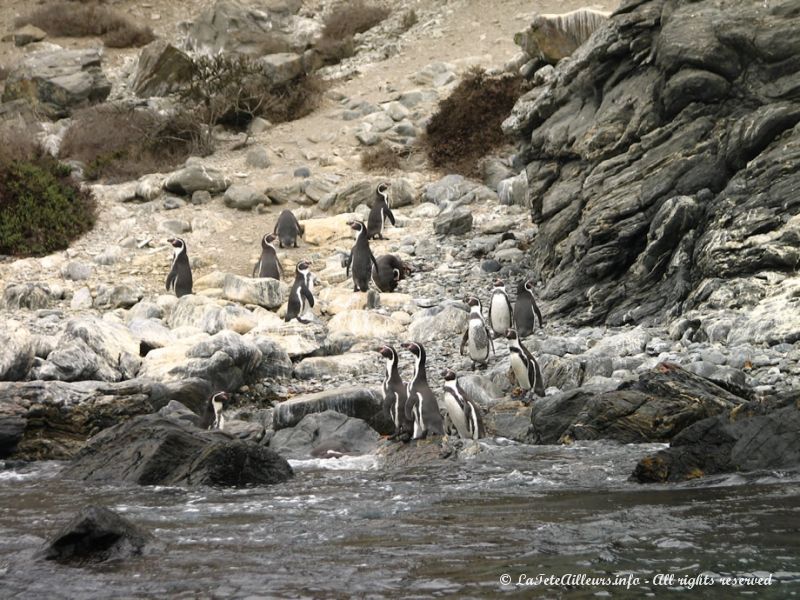 Des pingouins de Humboldt par centaines !!!
