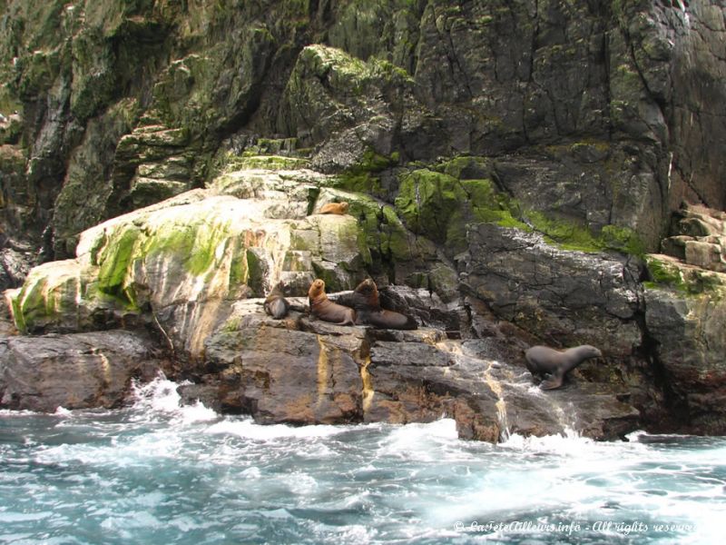 La réserve abrite également des otaries