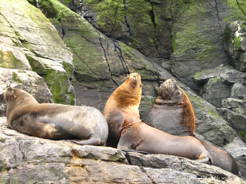 On comprend bien pourquoi on les appelle aussi lions de mer !