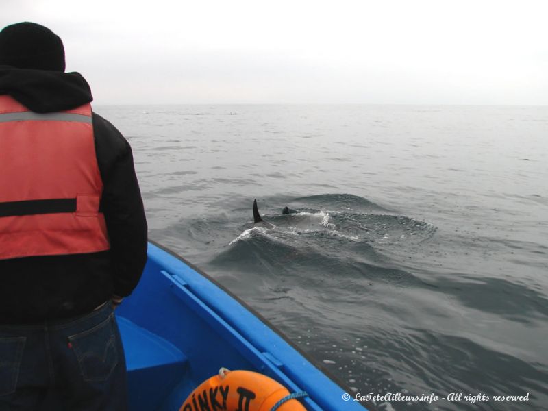 De nouveau des dauphins tout près du bateau !