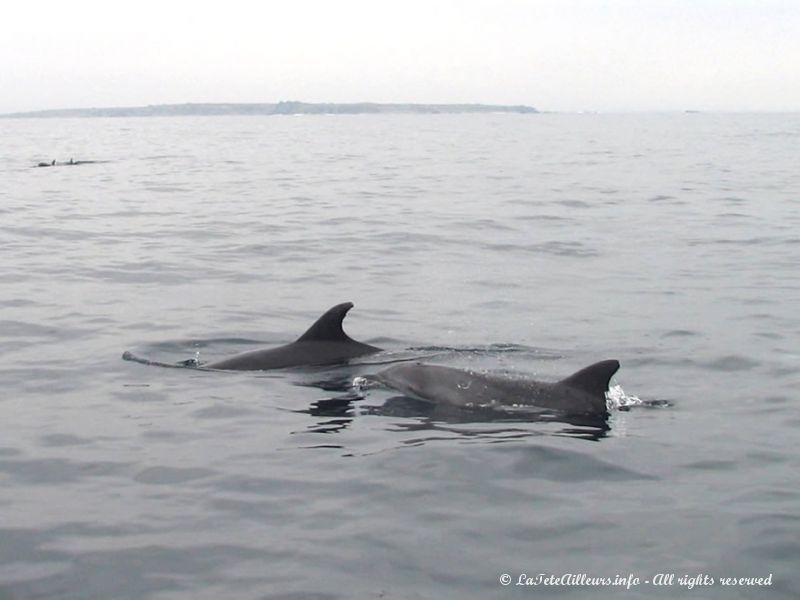 Ils sont plusieurs dizaines dans les environs du bateau