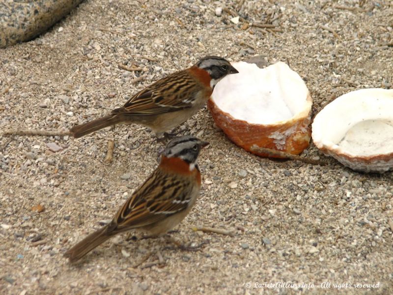 Les oiseaux sont nombreux sur cette île également