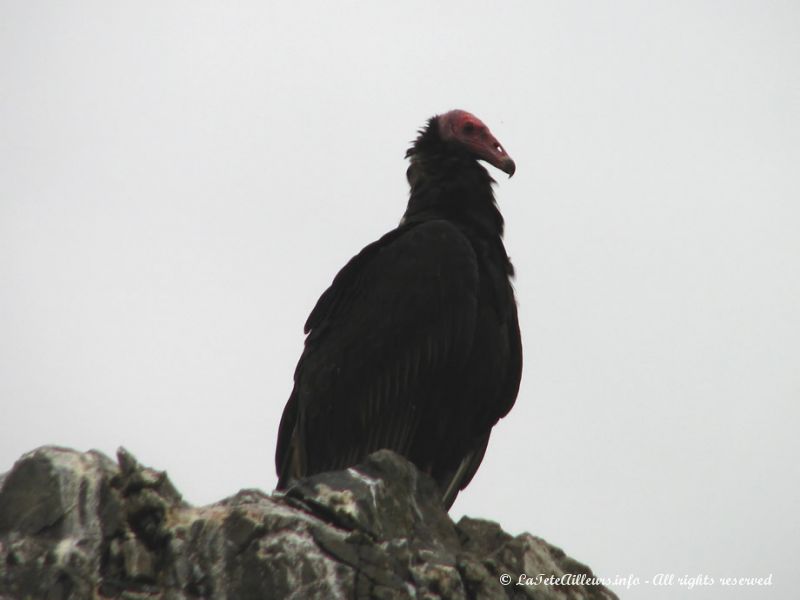 Un vautour, surnommé ici le "condor des mers"