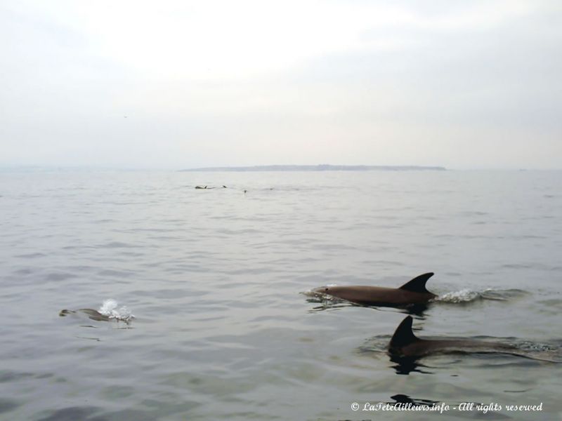 Ces dauphins sont arrivés en 1978 avec le courant El Niño