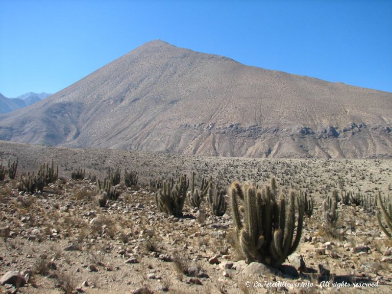 Nous sommes seuls sur la route qui mène à l'observatoire Mamalluca