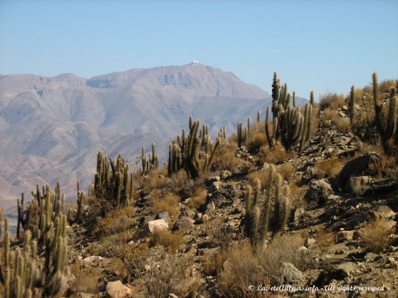 L'observatoire astronomique Cerro Tololo domine montagnes et cactus