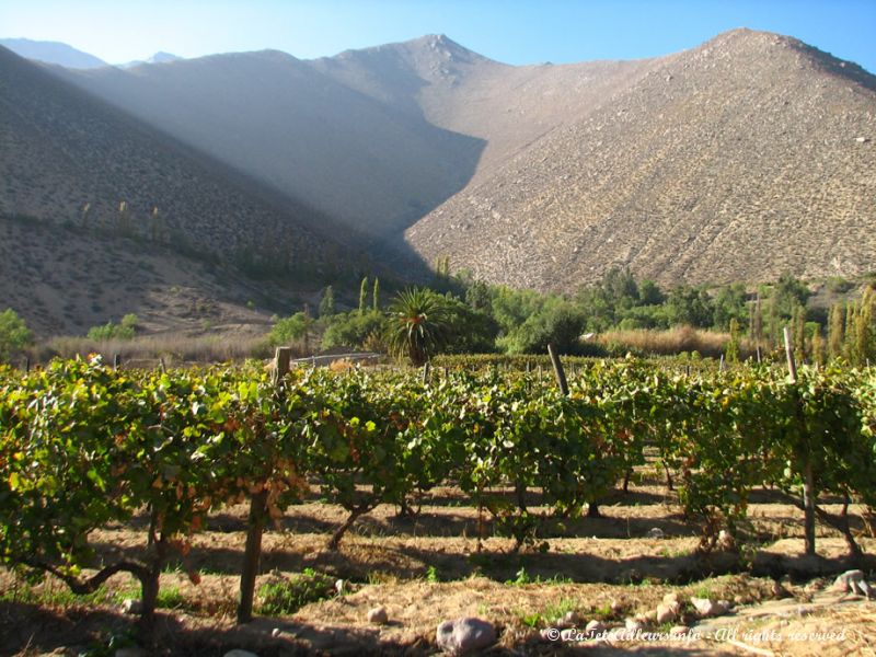 Ces vignes produisent, paraît-il, le meilleur Pisco du pays...