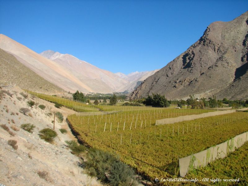 Les vignes grignottent la place aux cactus...