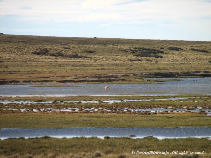 Quelques flamands roses dans les étangs