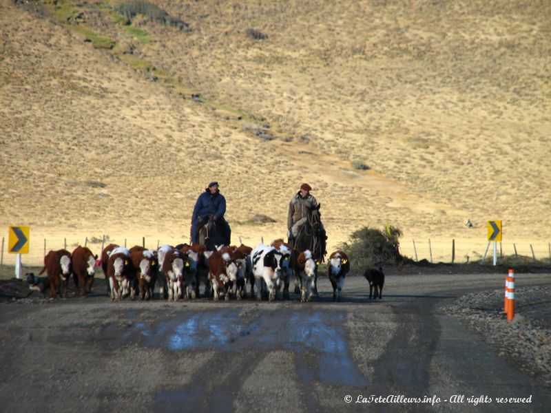 Les gauchos rentrent les troupeaux